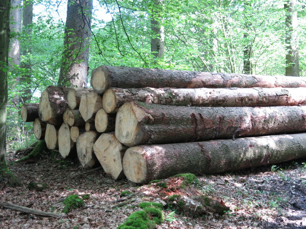 Gestapelte Baumstämme liegen auf Waldboden in einem lichtdurchfluteten Wald. Im Hintergrund sind grüne Bäume und Blätter sichtbar.