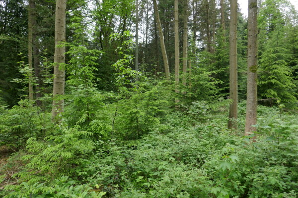 Dichter Wald mit hohen, geraden Baumstämmen und üppigem grünen Unterwuchs aus Sträuchern und Pflanzen. Im Hintergrund sind weitere Bäume erkennbar.