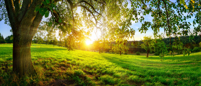 Sunset on a green meadow under a tree