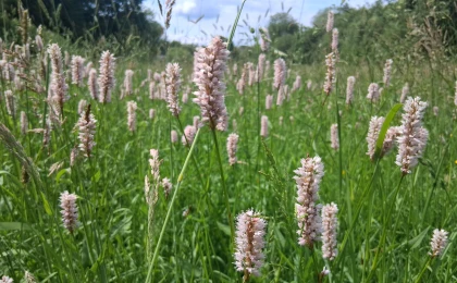 Wiese mit dichtem Bewuchs aus rosa blühenden Pflanzen, umgeben von hohem Gras. Im Hintergrund sind Bäume und ein bewölkter Himmel zu sehen.
