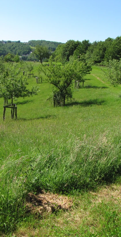 Grüne Wiese mit mehreren jungen Obstbäumen, die jeweils durch Holzgestelle gestützt sind. Im Hintergrund Hügel mit Wald und vereinzelten Bäumen unter blauem Himmel.