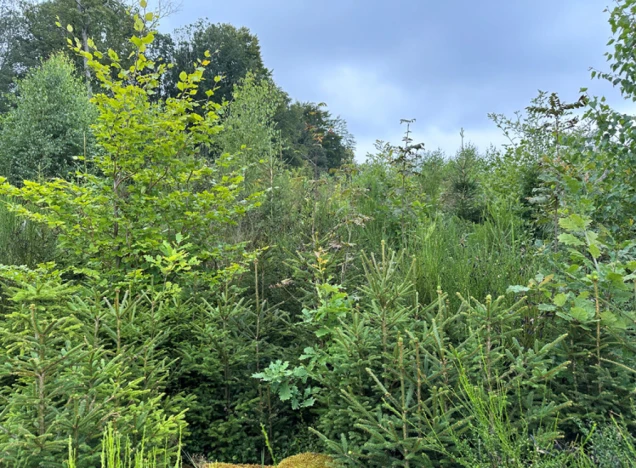Dichter Bewuchs aus jungen Nadel- und Laubbäumen in einem Waldgebiet, umgeben von üppiger Vegetation unter bewölktem Himmel.