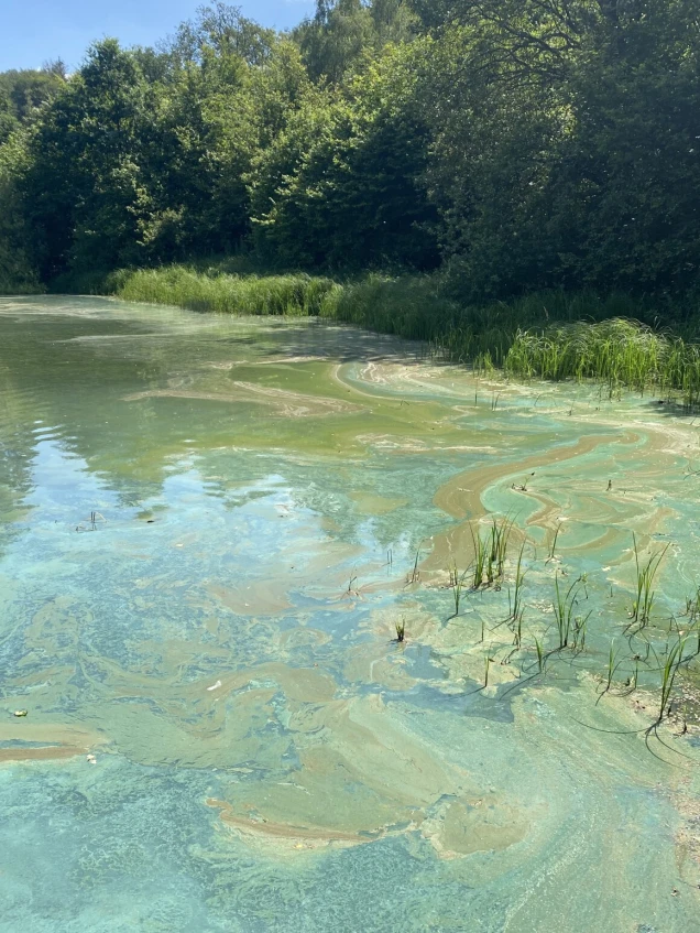 Ein Teich mit grünlich-bläulichen Algen auf der Wasseroberfläche, umgeben von dichter Vegetation und Bäumen im Hintergrund bei sonnigem Wetter.