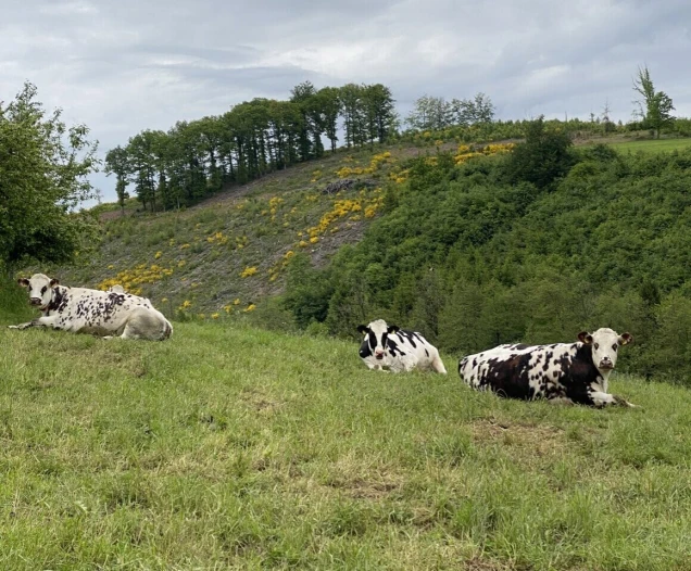 Drei schwarz-weiß gefleckte Kühe liegen auf einer grünen Wiese. Im Hintergrund sind gelbe Blumen, Büsche und eine Baumreihe unter bewölktem Himmel zu sehen.