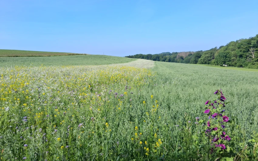 Blühender Ackerrandstreifen mit gelben, violetten und weißen Blumen, umgeben von grünen Feldern und Bäumen im Hintergrund unter klarem, blauem Himmel.