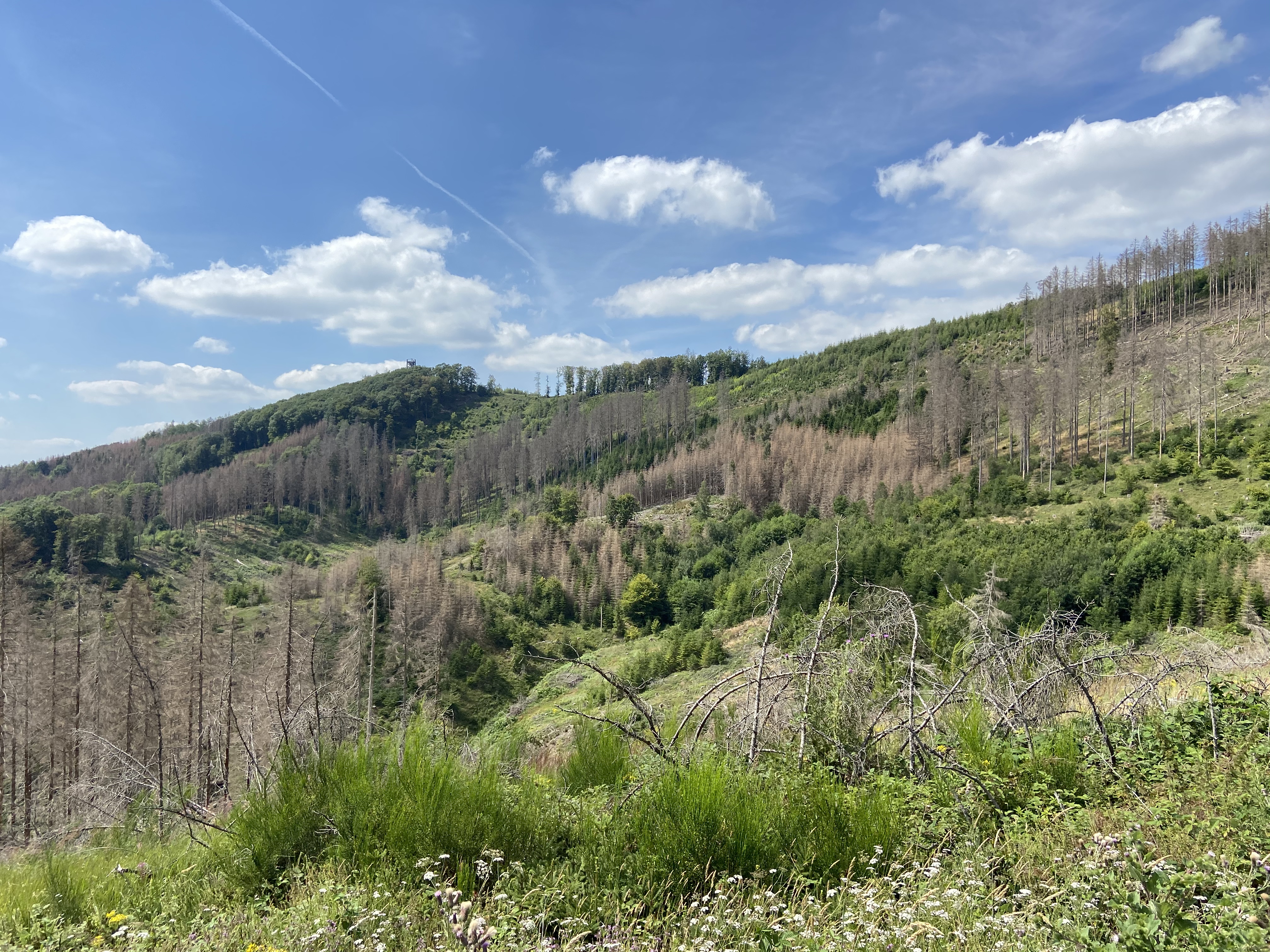 Hügelige Landschaft mit kahlen, abgestorbenen Bäumen und grüner Vegetation. Im Hintergrund blauer Himmel mit weißen Wolken und Kondensstreifen.